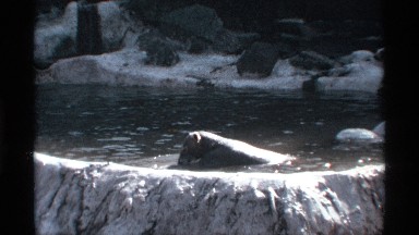 1969: animal plays river around the forest NEW YORK CITY