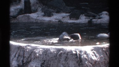 1969: a small bear bath in a river low level water bath is bear very happy