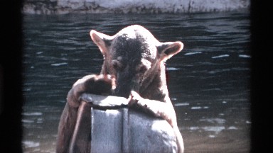 1969: a bear with mottled, wet fur plays with a metal object in a lake NEW YORK