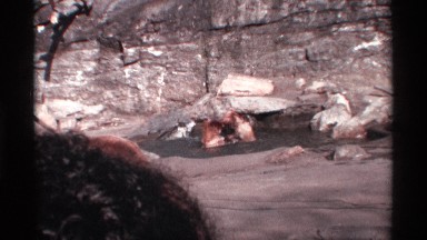 1969: bears playing in the water with each other NEW YORK CITY