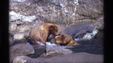 1969: two bears playing in water outside in an outcropping of rocks NEW YORK