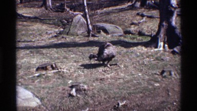 1969: hen like bird standing on its leg and taking its prey from the ground