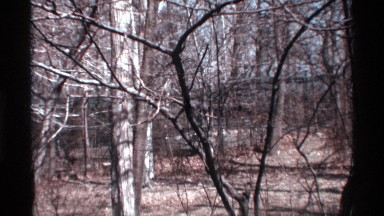 1969: in the forest tiger are around the forest and to fear it seen it ready to