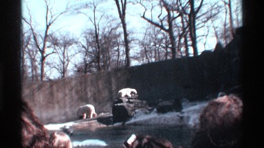 1969: people visit the zoo to watch and take pictures two polar bears