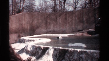 1969: bear in water in zoo NEW YORK CITY