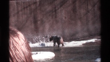 1969: lonely bear playing with utensil in a river area is watched by the ladies