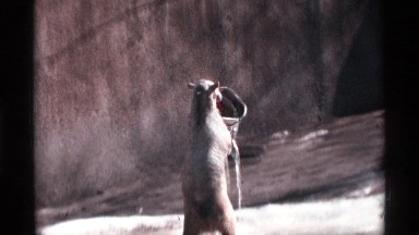 1969: polar bear plays with bucket. NEW YORK CITY