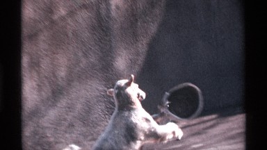 1969: cute animal plays with river and mug and drinks a water NEW YORK CITY