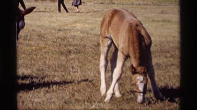 1969: colt eating grass in a field JORDAN MINNESOTA