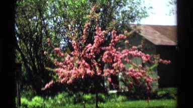 1969: the park center place in a house near green grasses tree com the leaf