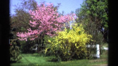1969: a beautiful location in the forest shows a beauty of nature