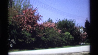 1969: beautiful view of a garden with nice colored flowers in it