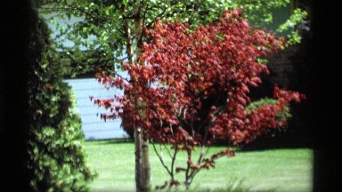 1969: beautiful red tree blowing in the wind on a sunny day. HOLLAND MICHIGAN