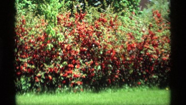 1969: red flowers cover the front of a flowering bush in springtime HOLLAND