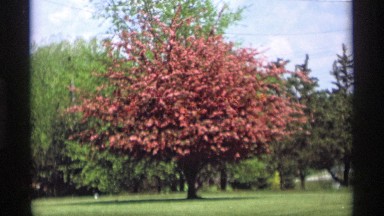 1969: the tree is shown in the video its fulfill of red flowers of blossom