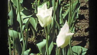 1969: the beautiful flowers are shaking by the air HOLLAND MICHIGAN