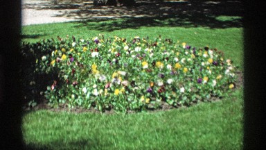 1969: in garden there are many different flowers