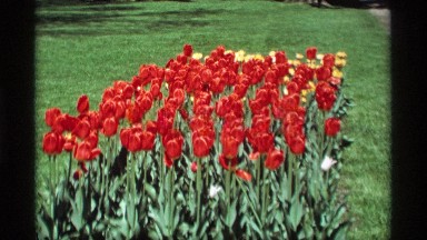 1969: red tulip patch swaying back and forth in the wind HOLLAND MICHIGAN