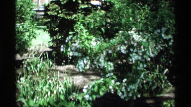 1969: a green garden grasses and small tree in the view near to sand morning