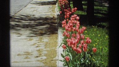 1969: the beautiful flowers in the side of the road and the car was crossed that