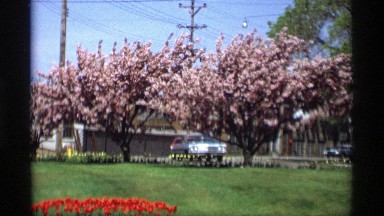 1969: driving past gorgeous cherry trees in bloom. HOLLAND MICHIGAN