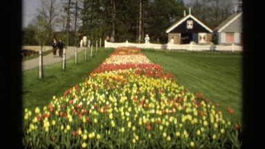1969: peoples are watching beautiful flowers around the place HOLLAND MICHIGAN