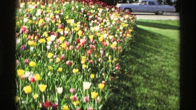 1969: different flowers are located grouped in a garden and a road near to the