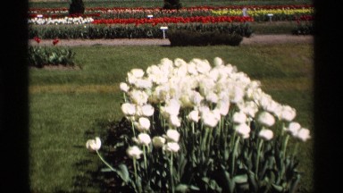 1969: a group of flowers that looks like white with sandal color in the garden