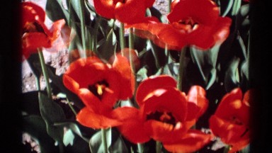 1969: Two Scenes of Red Tulips Swaying Gently in the Wind HOLLAND MICHIGAN