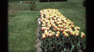 1969: flowers blowing in a garden with a close up shot. HOLLAND MICHIGAN