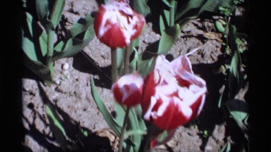 1969: a breeze appears to make strong, young blooms dance. HOLLAND MICHIGAN