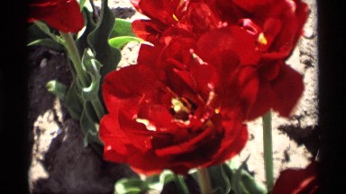 1969: Separate Red and Yellow Flowers in Full Bloom Swaying with Breeze