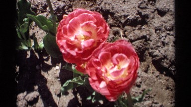 1969: video of pretty flowers in bloom, swaying in the breeze HOLLAND MICHIGAN