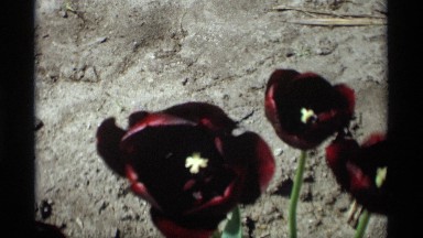 1969: flowers swaying in the wind in a desert garden during springtime HOLLAND