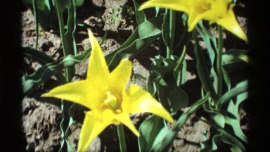 1969: yellow flower on the dirt ground wavering in the wind HOLLAND MICHIGAN