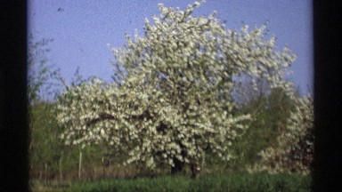 1969: many trees are shown in the video file all trees have the flowers blossom