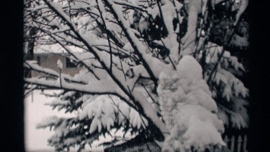 1966: snow covered trees fenced in by a wood circle fence in a residential