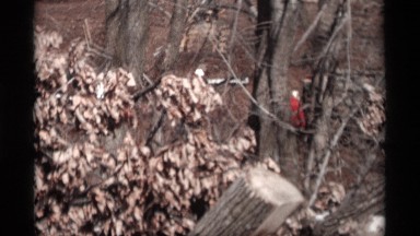 1966: panning footage of a wood with felled trees and a lake. MADISON WISCONSIN