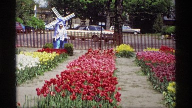 1969: garden of new flowers arranged in rows background cars HOLLAND MICHIGAN