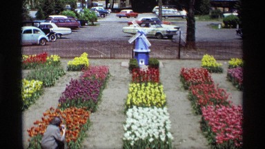 1969: multiple rows of flowers in various colors in a time long ago. HOLLAND