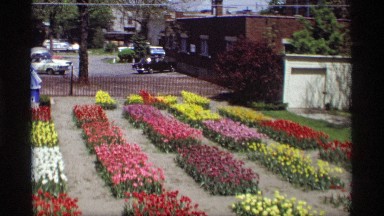 1969: flower garden side view beside a pass way with different color flowers
