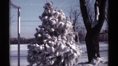 1968: a tree with full of white flower and it located at the cool climate snows