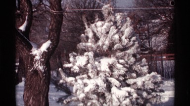 1968: trees and it located at the snow place so the trees also full of snow and