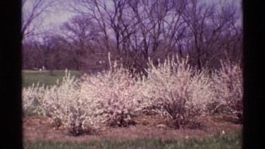 1968: small plants and trees are there but the place little bit dry at the
