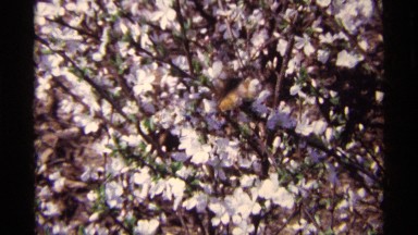1968: a butterfly among the flowers on a spring day CHICAGO ILLINOIS