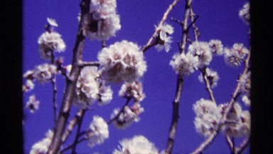 1968: on a sunny day a light breeze over some white field flowers CHICAGO