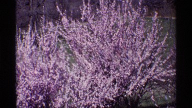 1968: flowers all grouped at the garden and it looks like beautiful and the