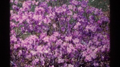 1968: lavender blossoms on bush CHICAGO ILLINOIS