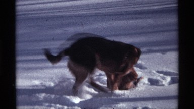 1968: friendly dog frolicking in the snow with cat CHICAGO ILLINOIS