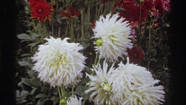 1974: garden with flowers of different colors near the trees, the flowers are